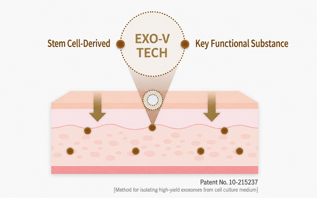 EXO-V TECH — cross-section image of stem-cell-derived key functional substances being delivered into the skin (Patent No. 10-215237)