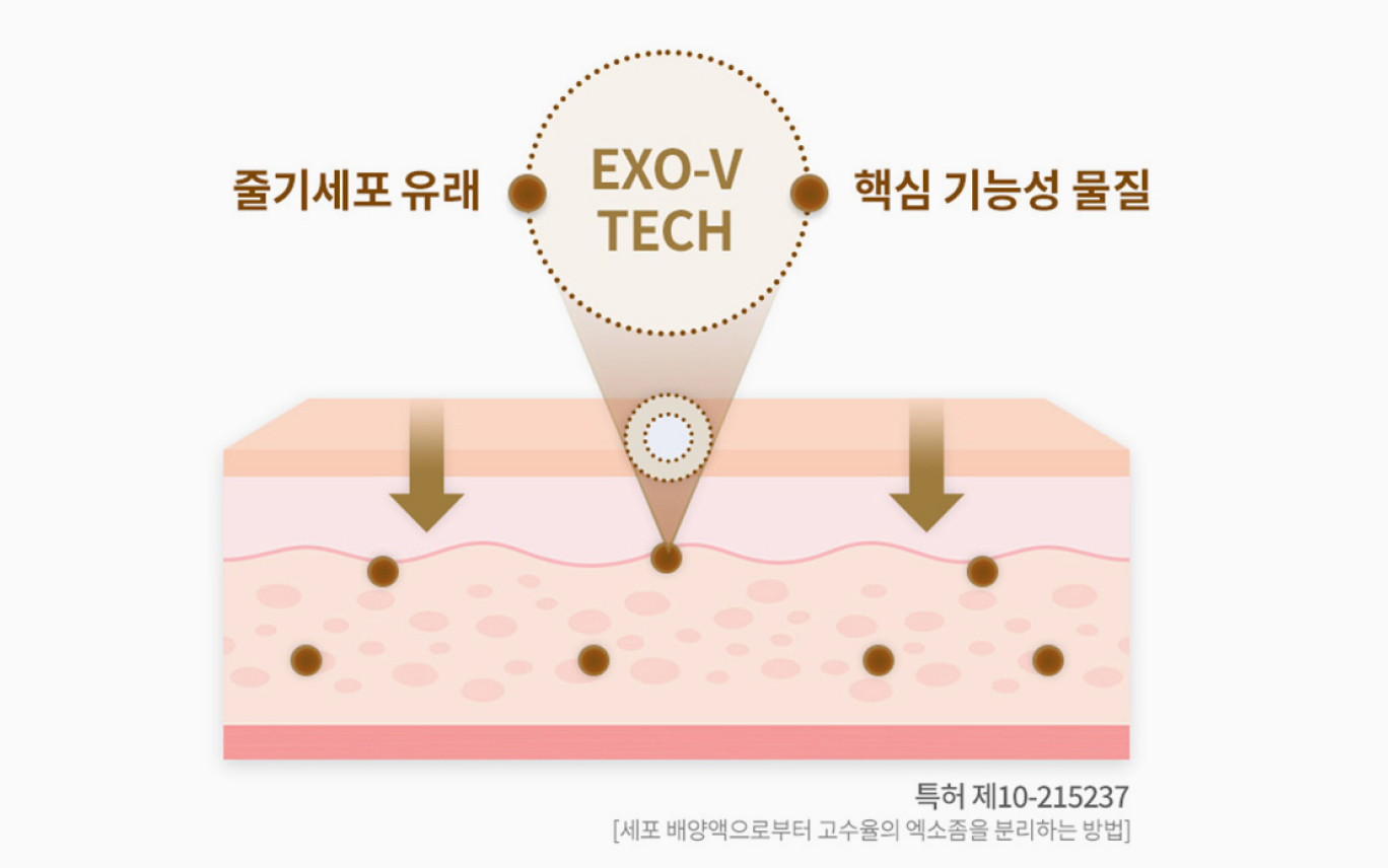 EXO-V TECH — 줄기세포 유래·핵심 기능성 물질이 피부에 전달되는 단면 이미지 (특허 제10-215237)