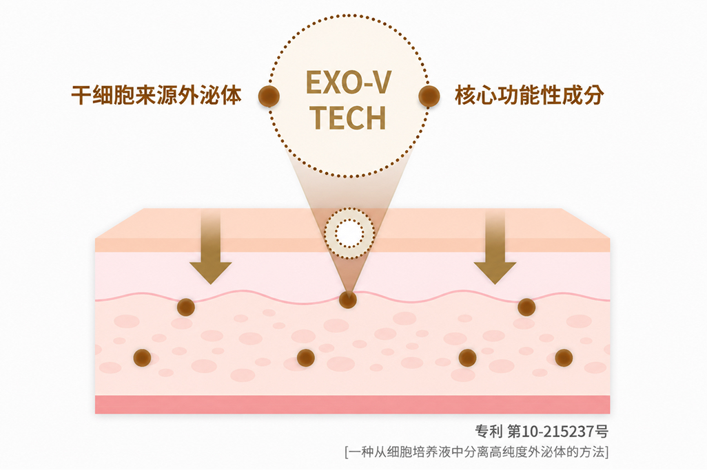 EXO-V TECH — 干细胞来源的核心功能性物质传递至肌肤的剖面图(专利第10-215237号)