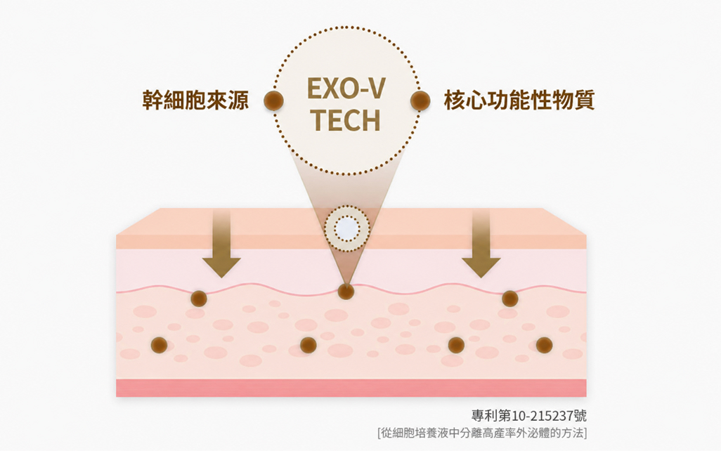 EXO-V TECH — 幹細胞來源的核心功能性物質傳遞至肌膚的剖面圖(專利第10-215237號)